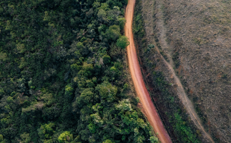 aerial view of trees and a dirt road
