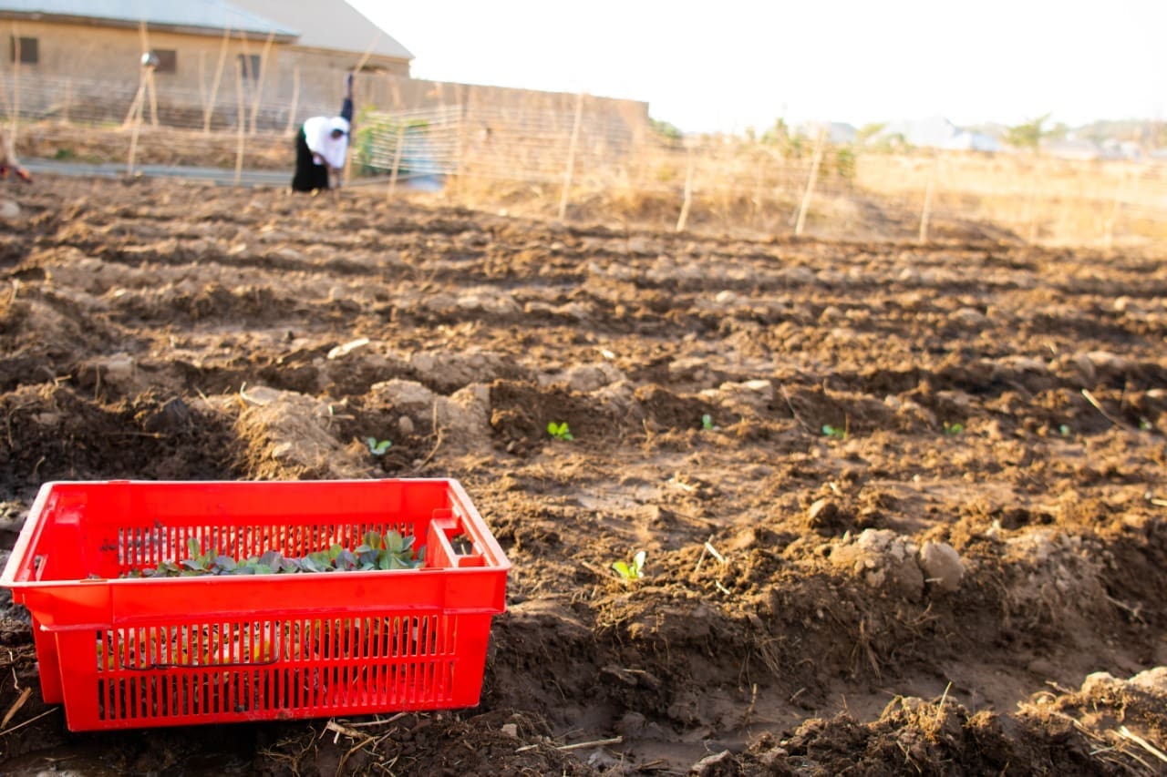 Crate filled with tomatoes sitting in a crop field.