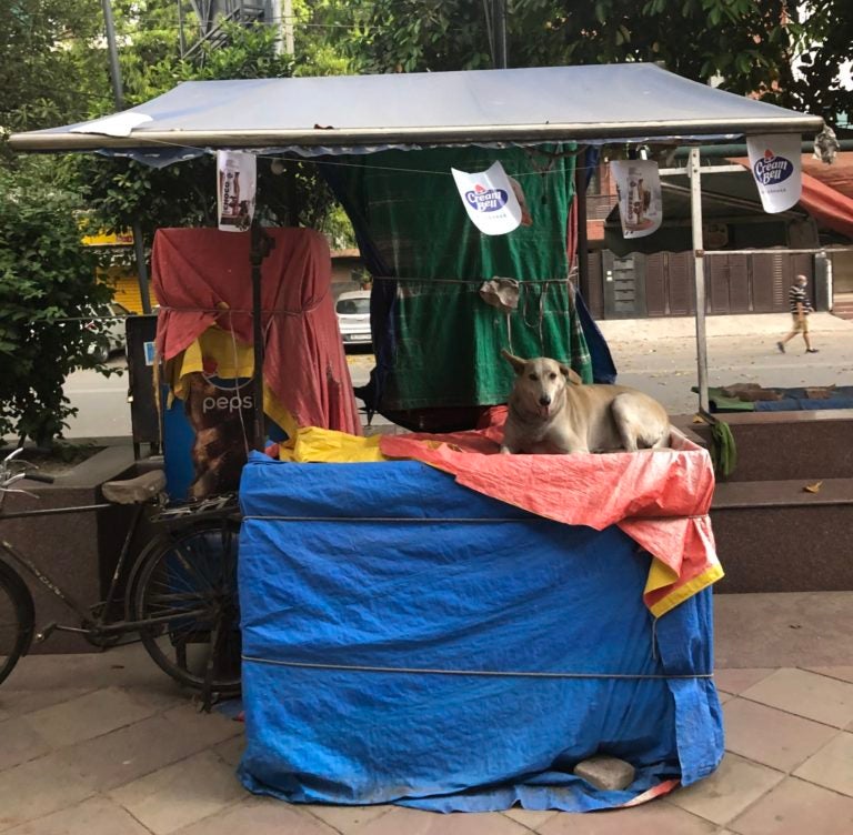 Dog sitting on a street cart.