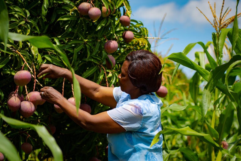 woman picking fruit from a tall plant in a field.