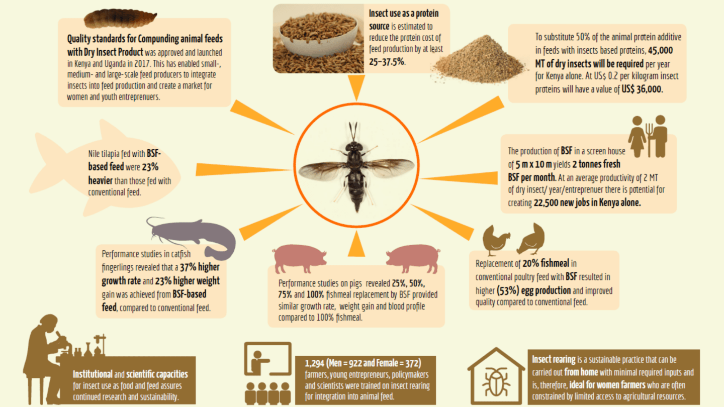 infographic on insects and farming/ agriculture