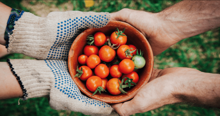 two hands both holding a bowl of tomatoes.