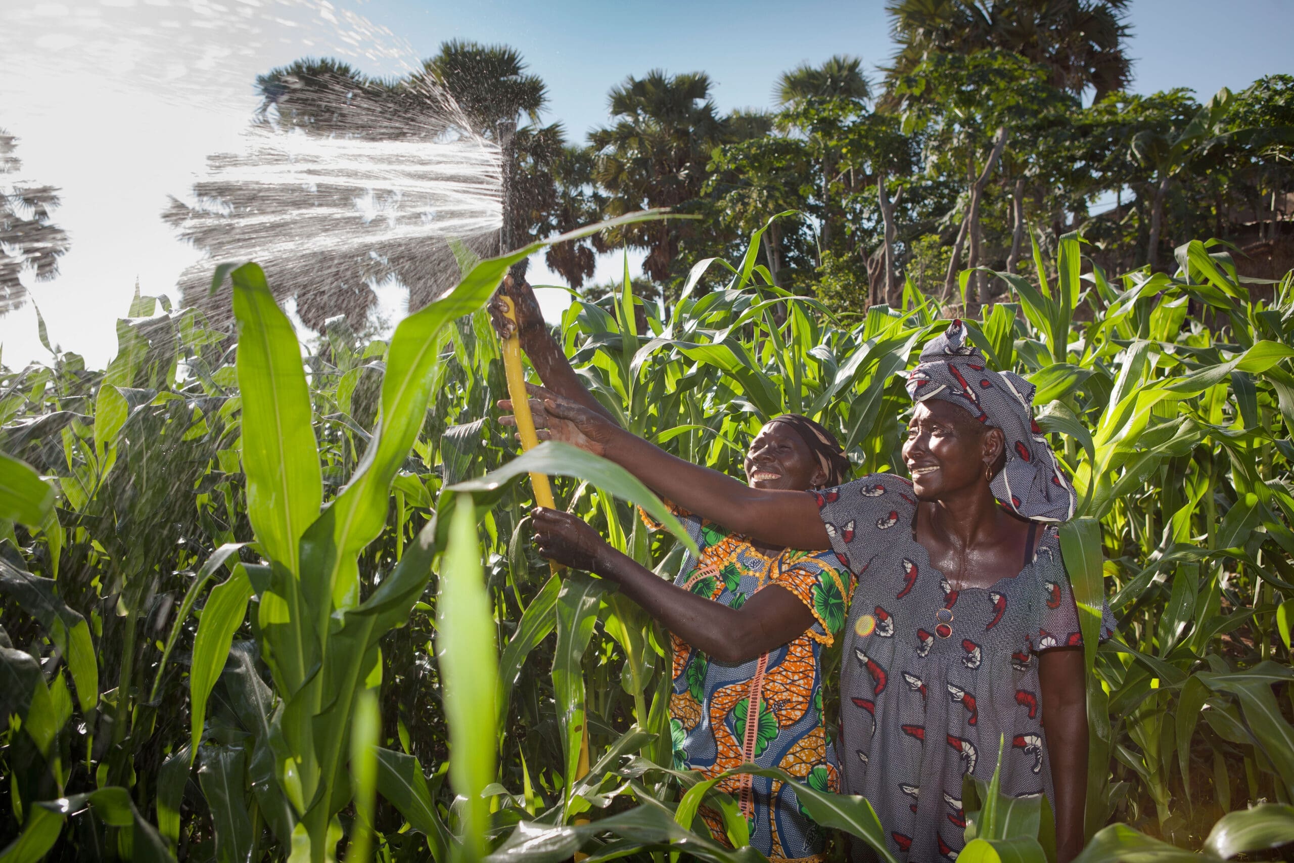Alliance for a Green Revolution in Africa | RF