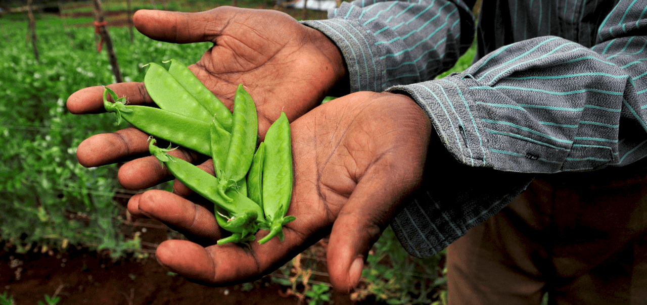 Image is of a man holding green beans in his hands.