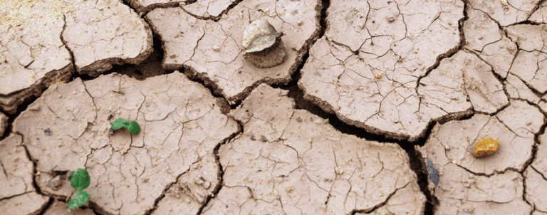 cracked ground.