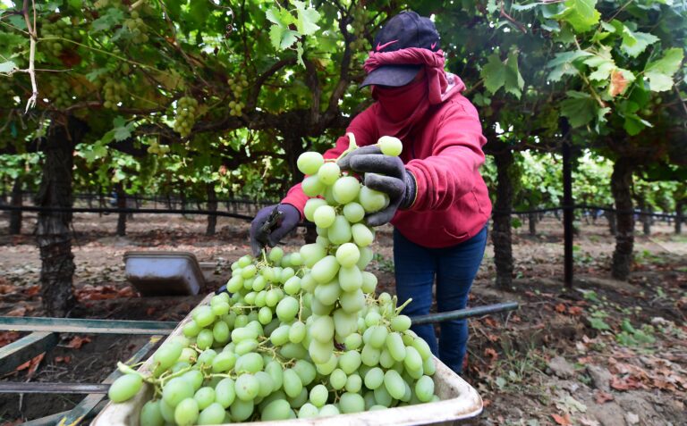 farmer picking grapes.