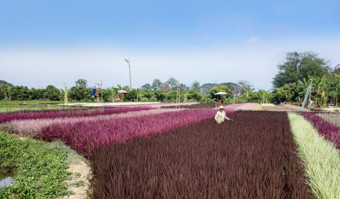 Image is of a farmer in the rainbow rice field.