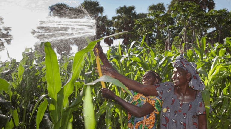 two women watering plants in a field.