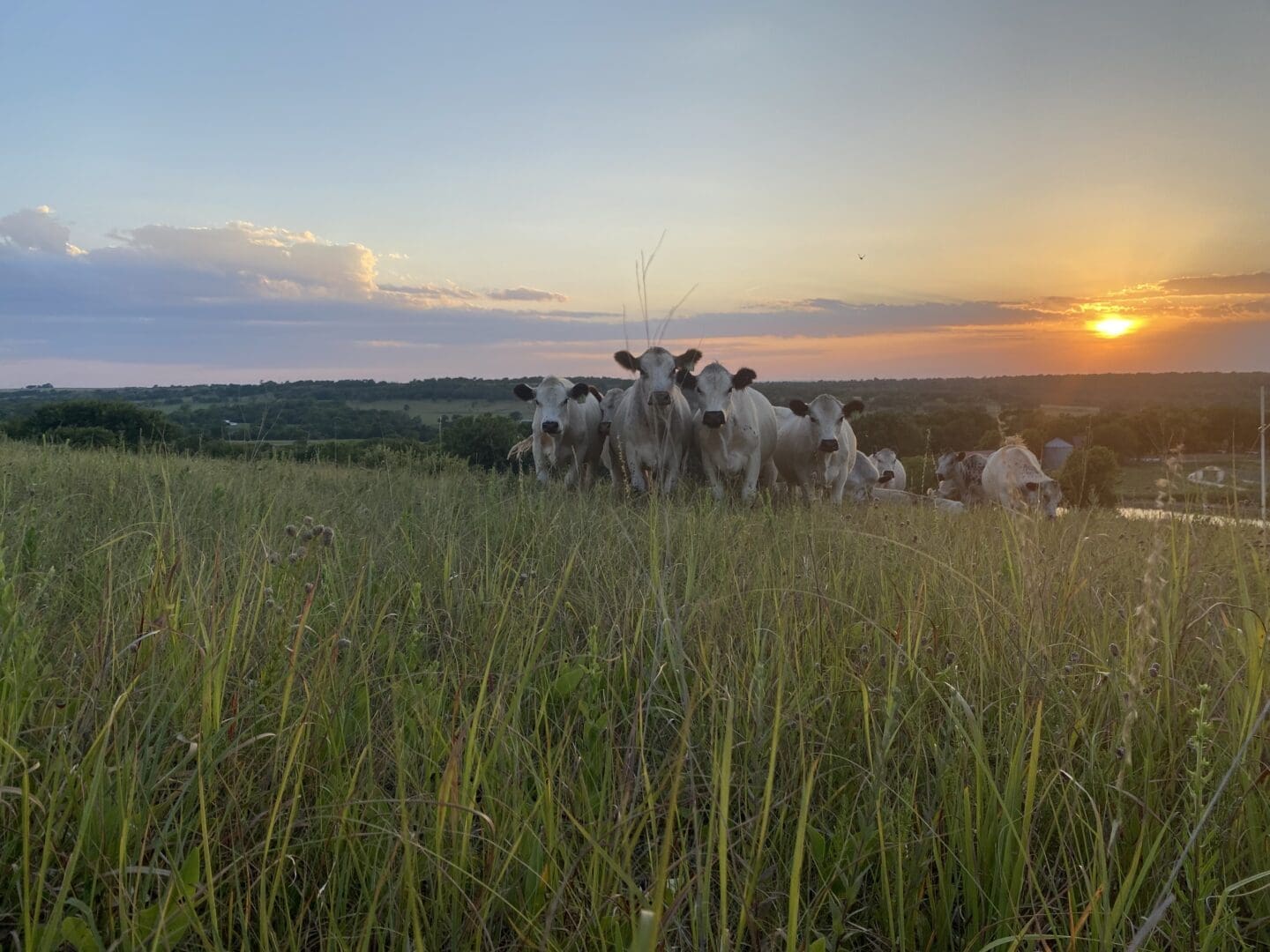 Image is of a Kansas farm.