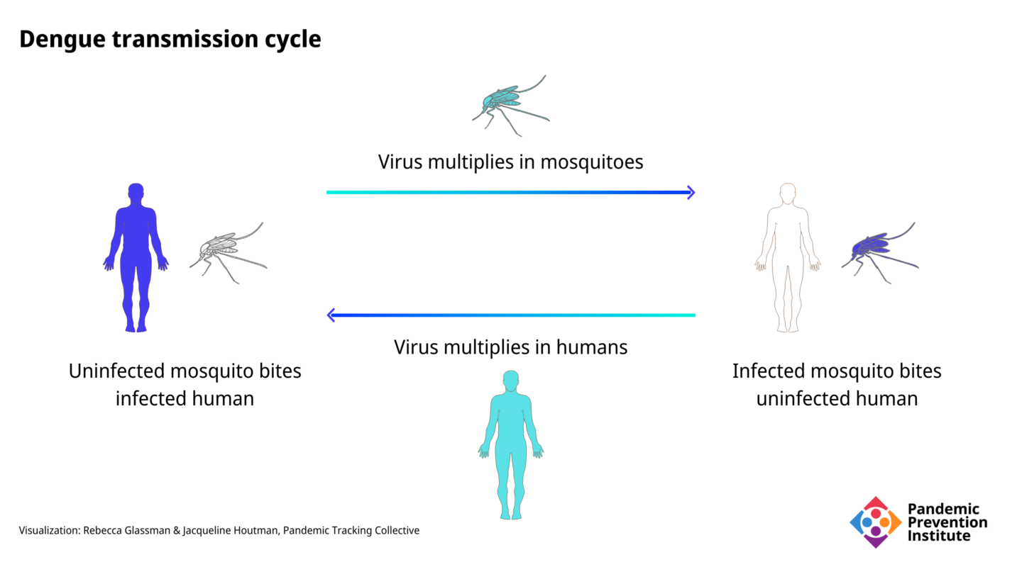 A diagram of the human-mosquito interaction in dengue transmission cycle. An infected mosquito bites and infects a person; another, uninfected mosquito later bites the infected person, picking up the dengue virus from them. This allows the virus to replicate in this new mosquito and when it bites a new person, the cycle continues.