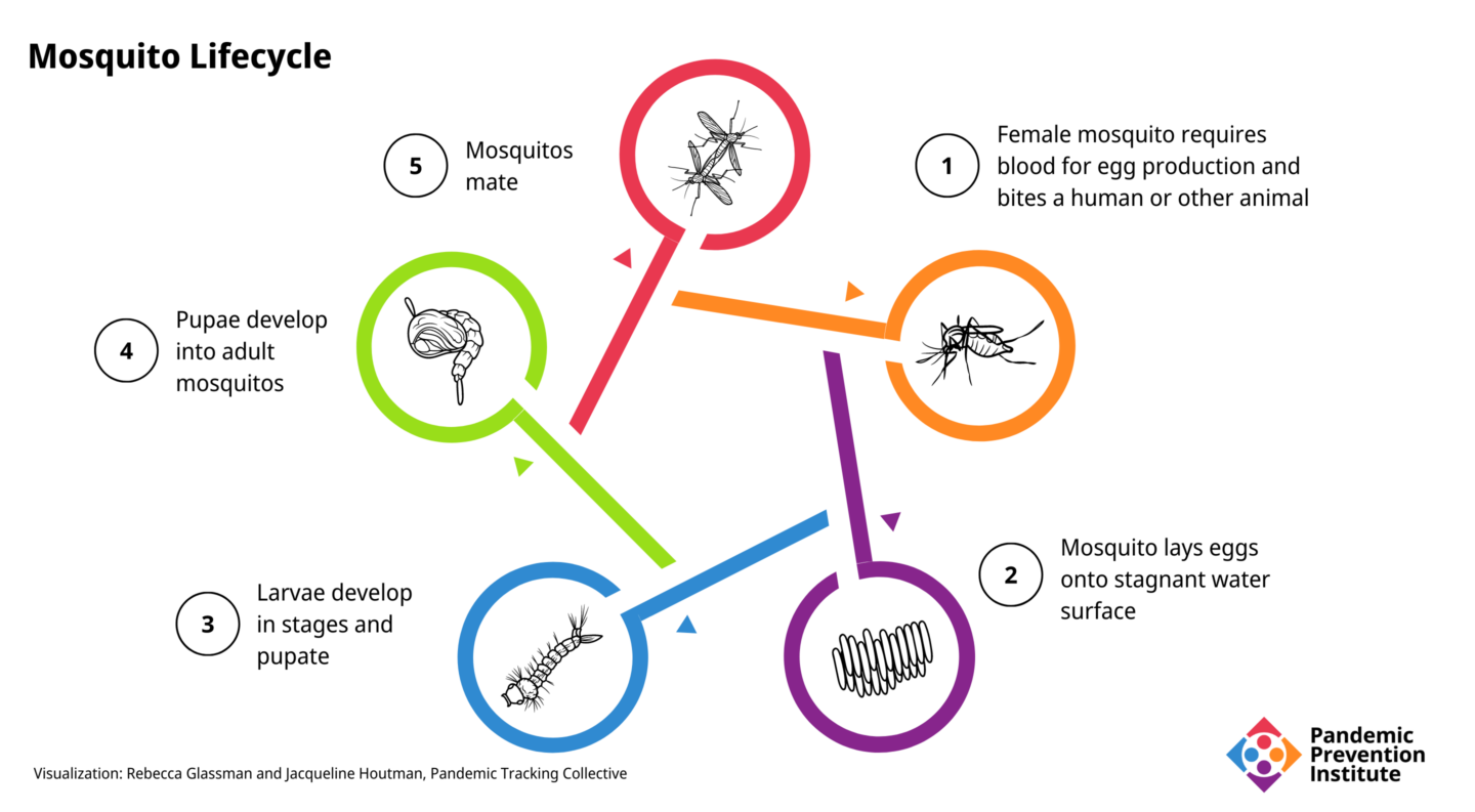 A 5-part diagram showing the lifecycle of a typical mosquito. A female mosquito requires a blood meal for egg production.  She then lays eggs onto the surface of stagnant water, where the larvae develop in stages and pupate.  The pupas then develop into mature adult mosquitoes, which then mate to continue the life cycle.