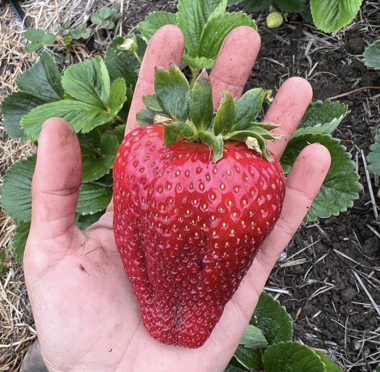 A strawberry grown by Deep Medicine Circle farmers (Photo credit Deep Medicine Circle)