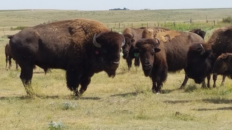 Colorado Bison raised by Rex Moore (Photo Courtesy of Rex Moore)