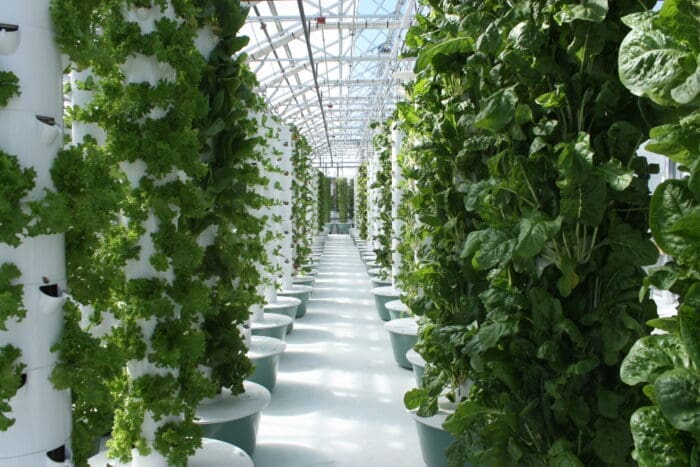 Greens growing in Denver greenhouse