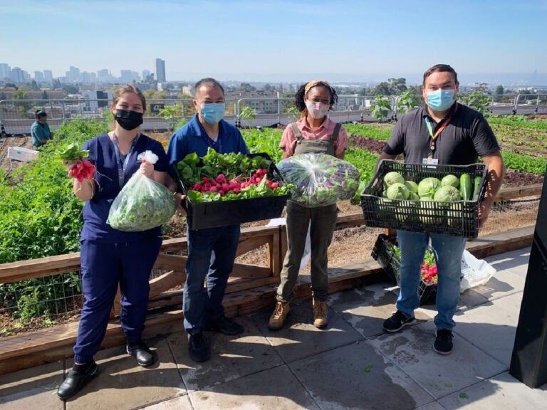Members of the UCSF Benioff Children’s Hospital Oakland pediatrics clinic team pick up fresh produce from Rooftop Medicine Farm (Photo Courtesy of Deep Medicine Circle)