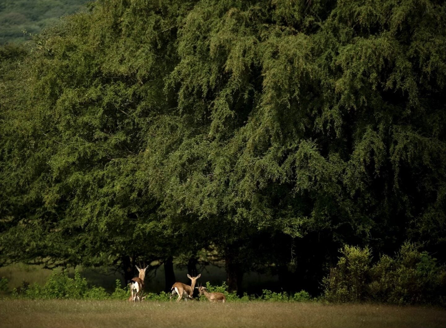 A herd of deer play in the shade of trees in India (Photo Credit Praniket Desai)