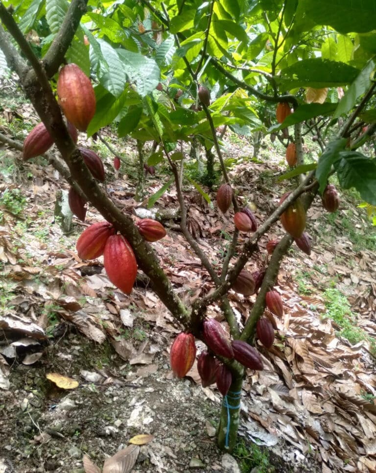 Cocao tree growing in Indonesia (Photo Courtesy of Karno Batiran)