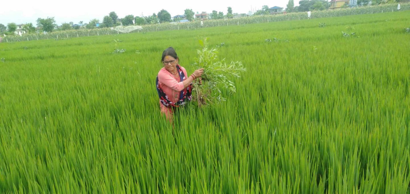 woman picking weeds in a rice field