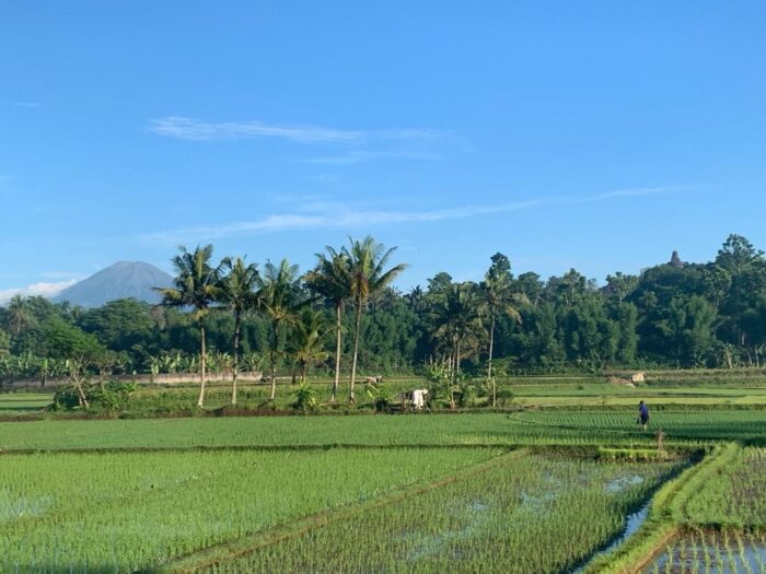 Rice field in Borobudu, Indonesia (Photo Credit Lesly Goh)