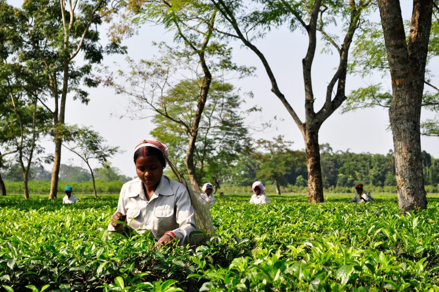 Women farmers plucking tea shoots in Assam North East, India (Photo Credit Amit Ranjan, Unsplash)