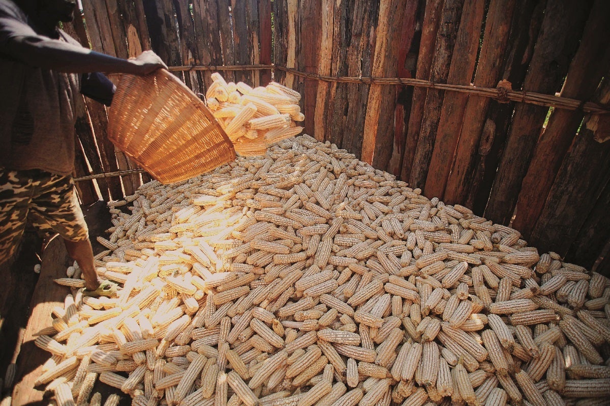 Farm worker storing harvested maize in a silo in Nhamuka village.