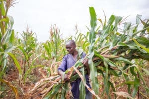 Man harvesting produce in the field.