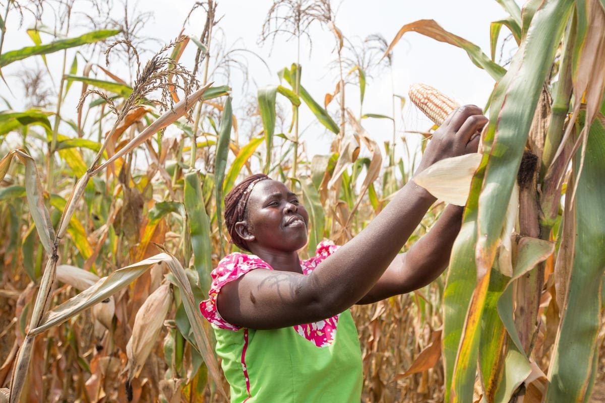 Woman harvesting vegetables in the field.