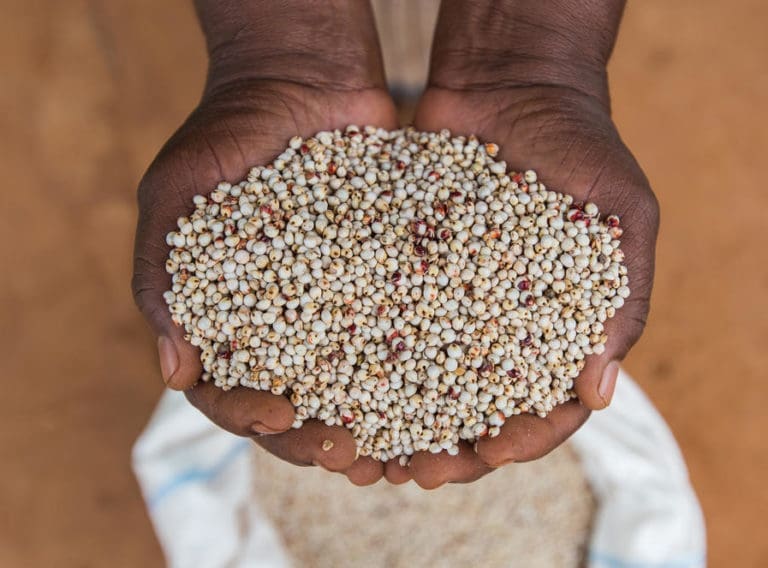 Hands holding tharaka cereals.