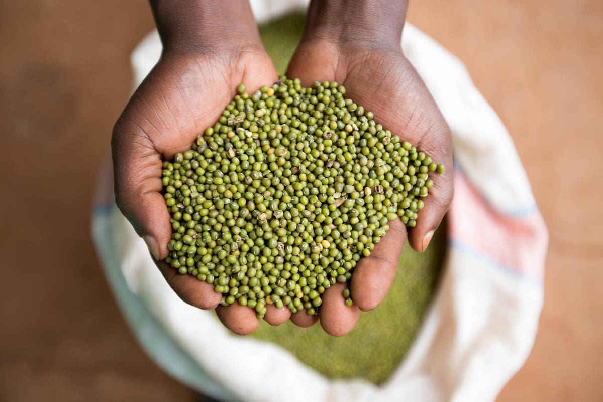 Person holding grain in their hands.