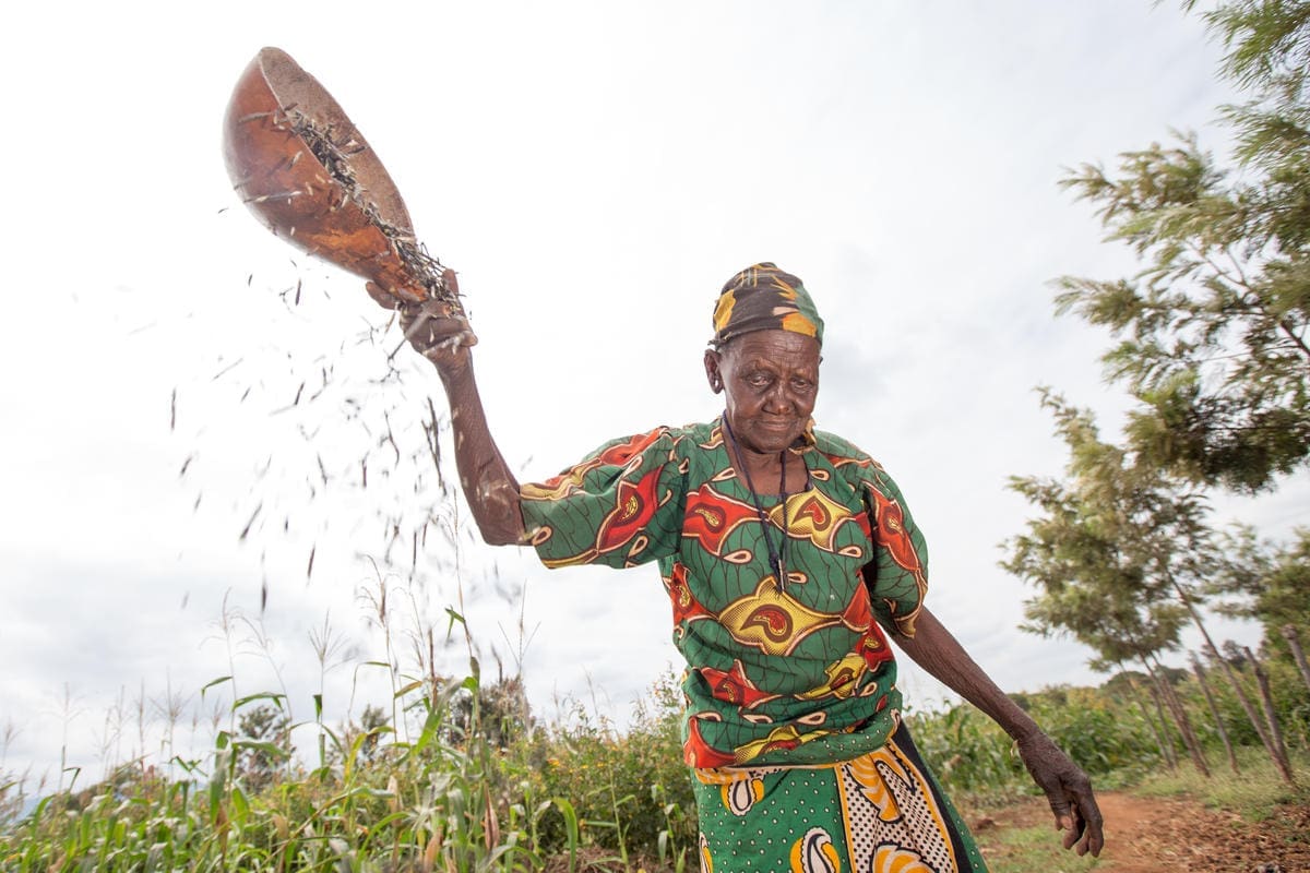 Older woman harvesting produce.