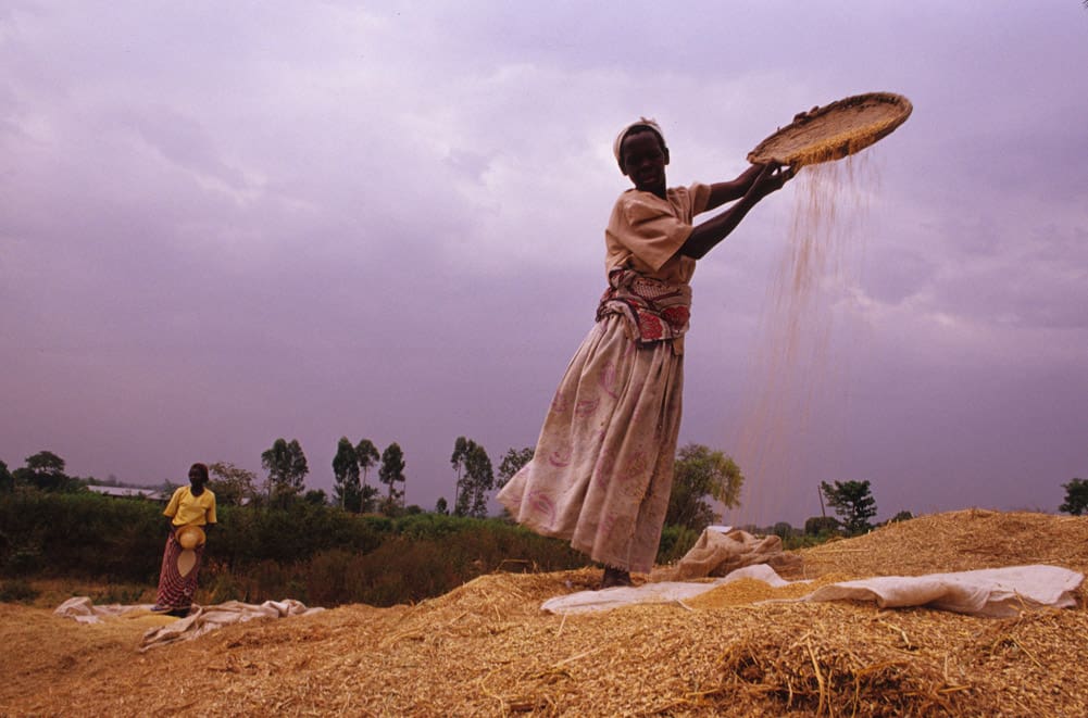 A farmer trainer consults with a member of the Shegole coffee farming cooperative, in his corn field in western Ethiopia.