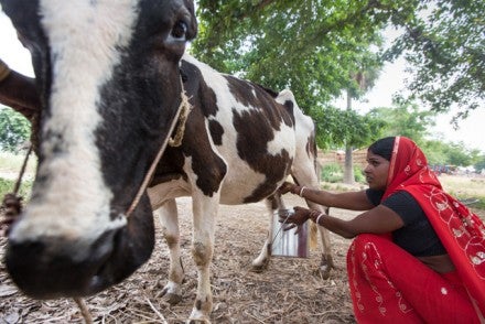 Electricity Helps Indian Dairy Farmers Earn More