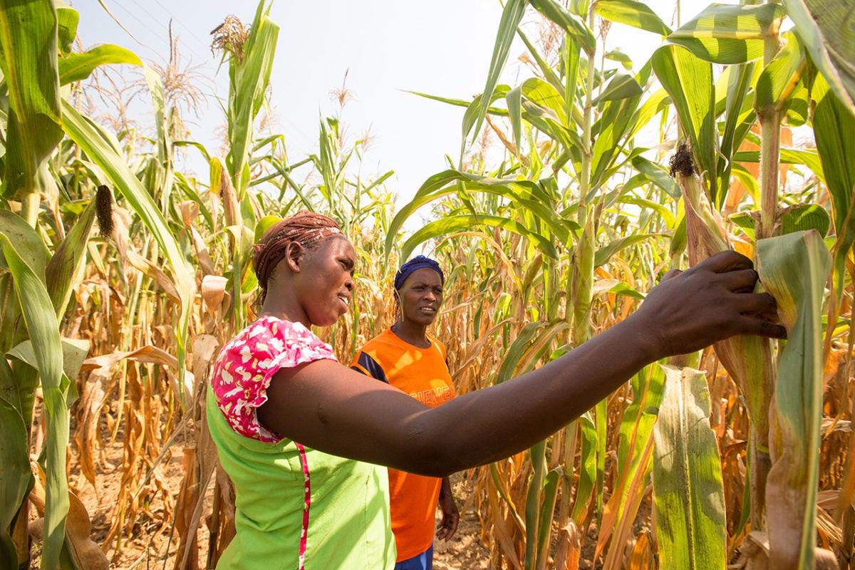 Joyce Anyango Otieno (L) advises Caroline Atiieno (R) on maize farming practices in Siaya County, Kenya.