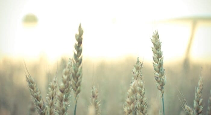 Plants growing in a field.